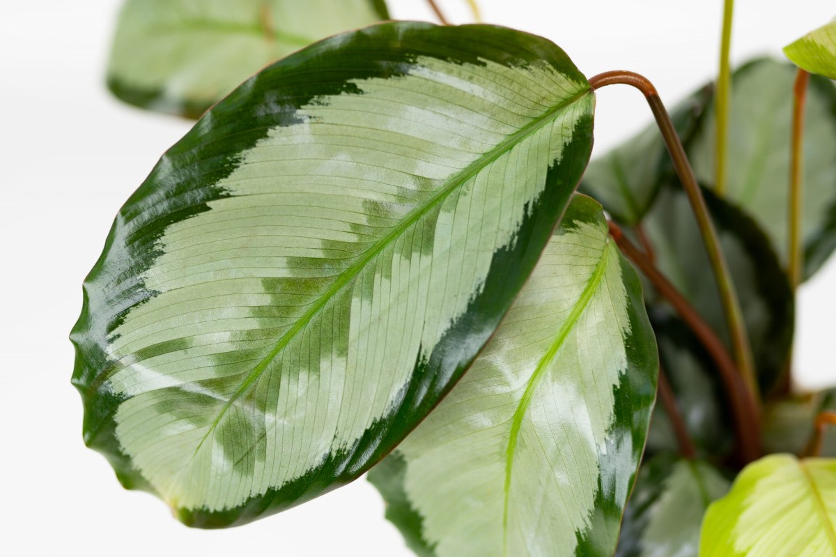 Calathea-picturata-Argentea-Kalatea-obrzeżona-03.jpg