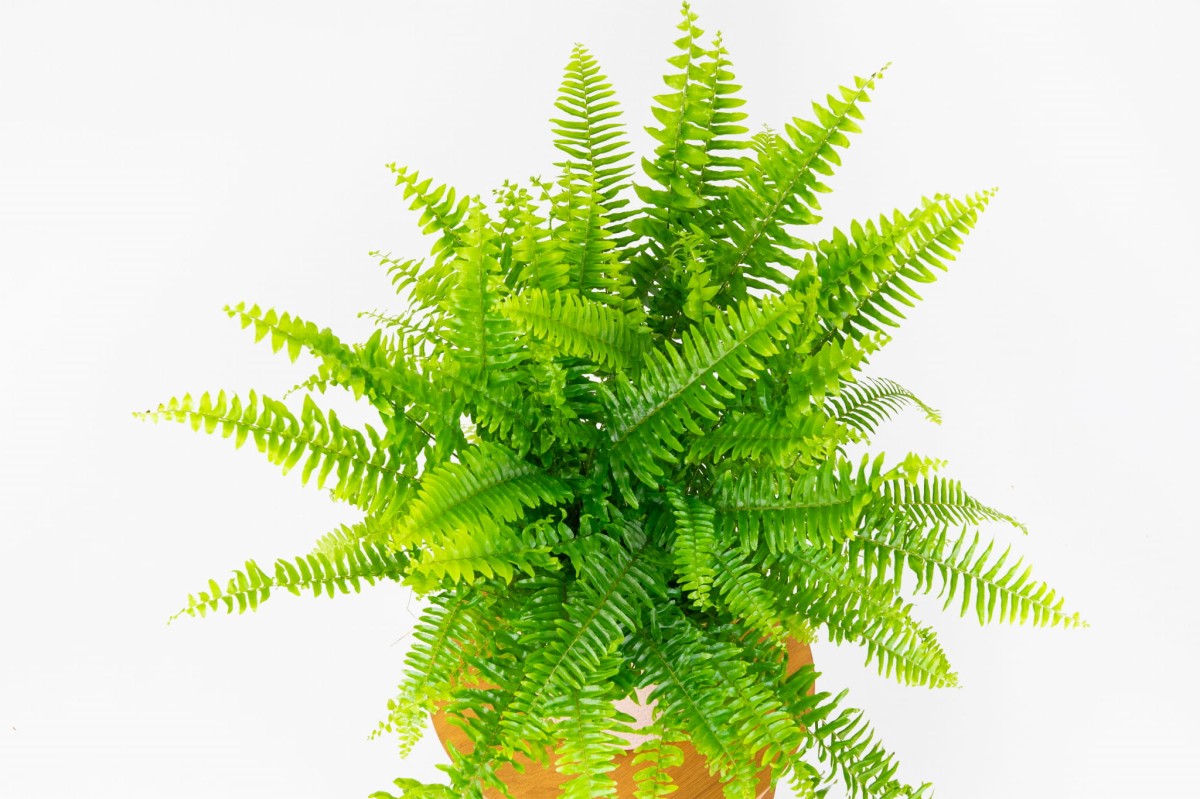 Paproć-Nephrolepis-exaltata-Nefrolepis-wyniosły-02.jpg
