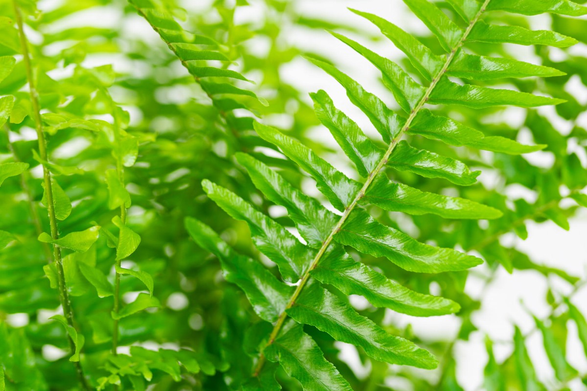 Paproć-Nephrolepis-exaltata-Nefrolepis-wyniosły-03.jpg