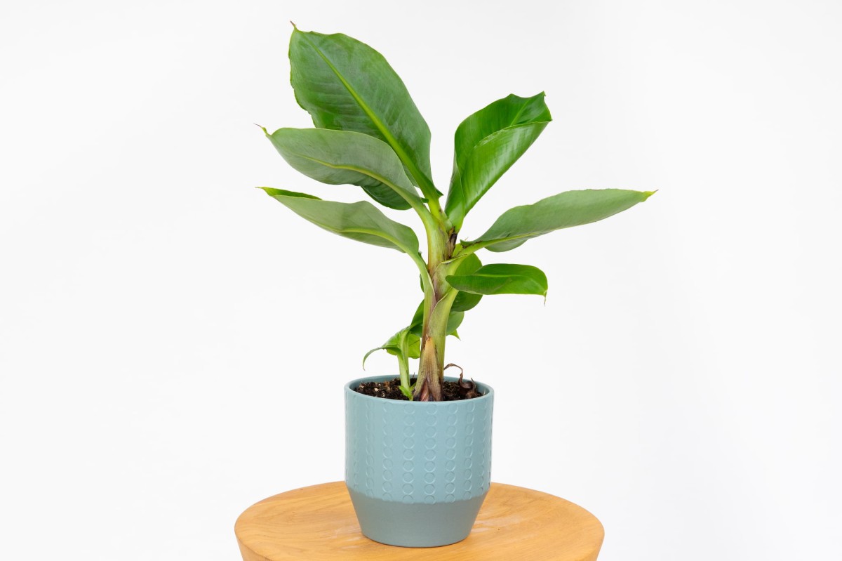 Bananowiec Musa Banan Tropicana - zdjęcie 2