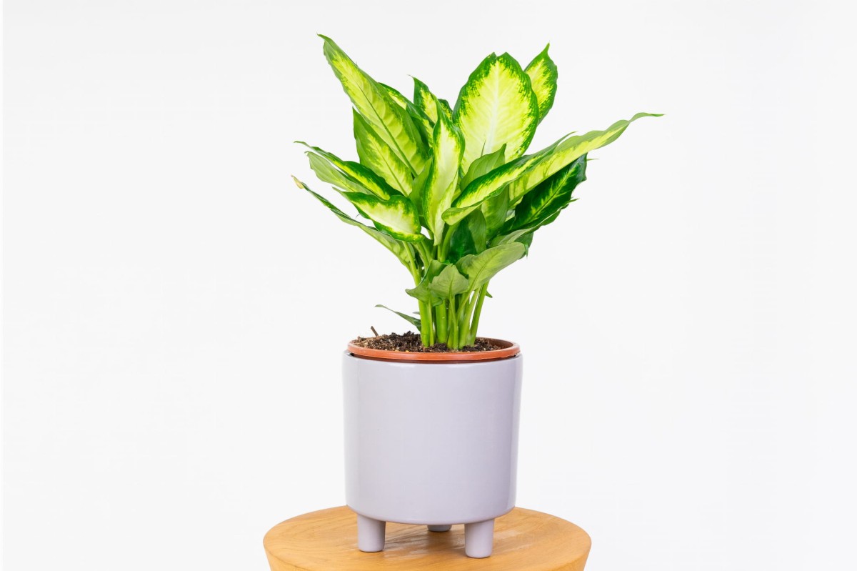 DIEFFENBACHIA-MACULATA-CAMILLA-01.jpg