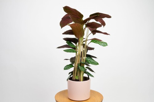 Ctenanthe setosa Compactstar