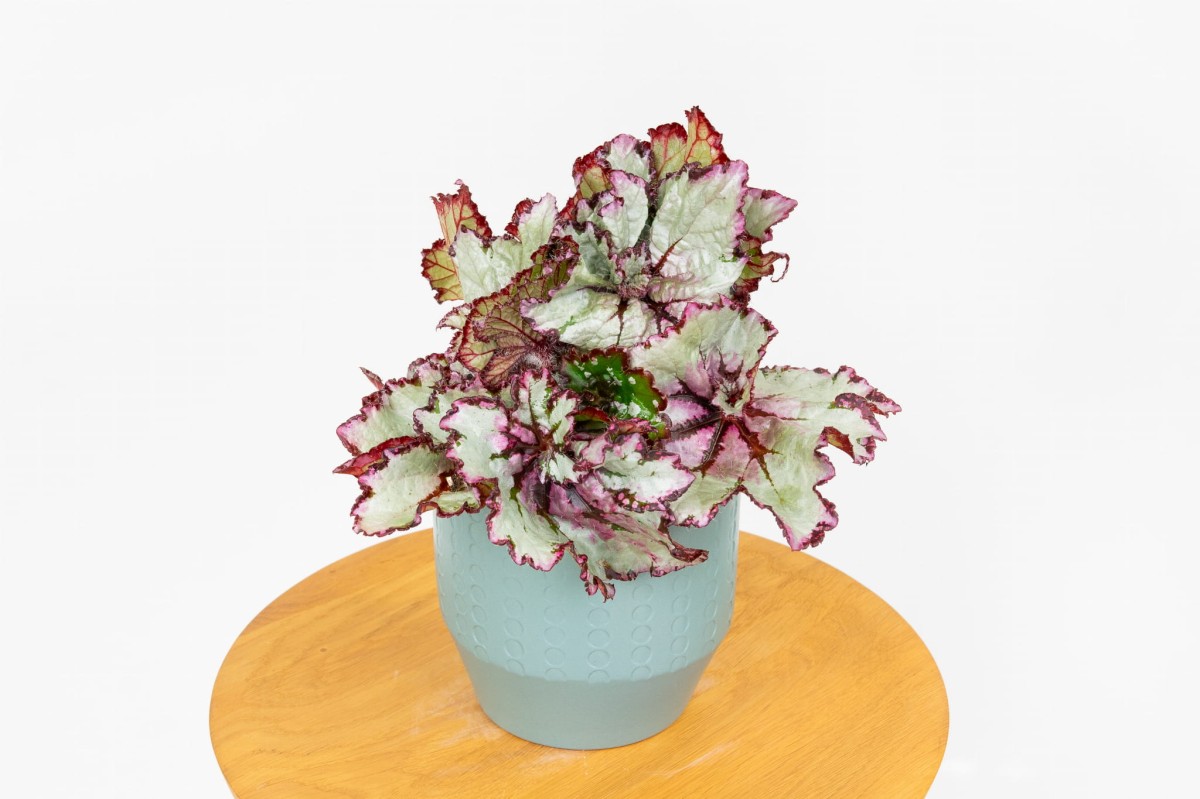 begonia-rex-begonia-krolewska-03