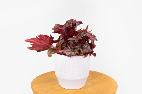 Begonia rex (Begonia królewska) - RED