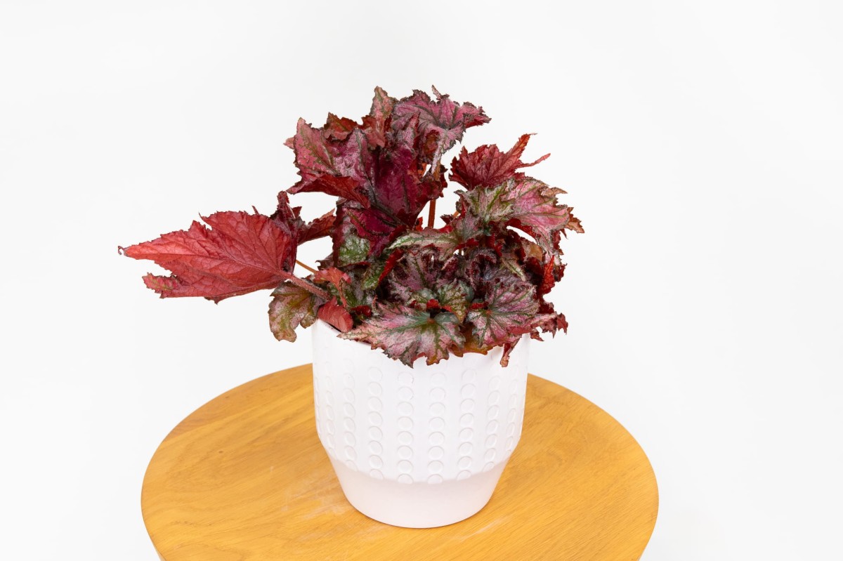 begonia-rex-red-krolewska-zielona-flora-03
