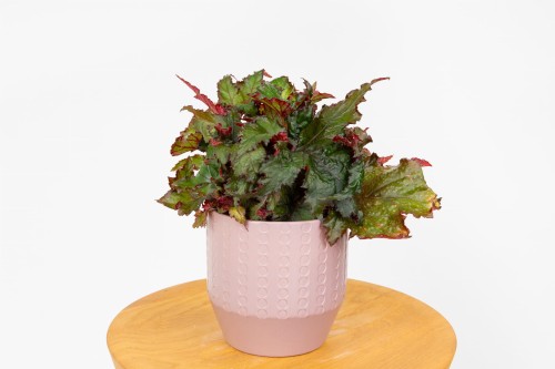 Begonia rex (Begonia królewska)
