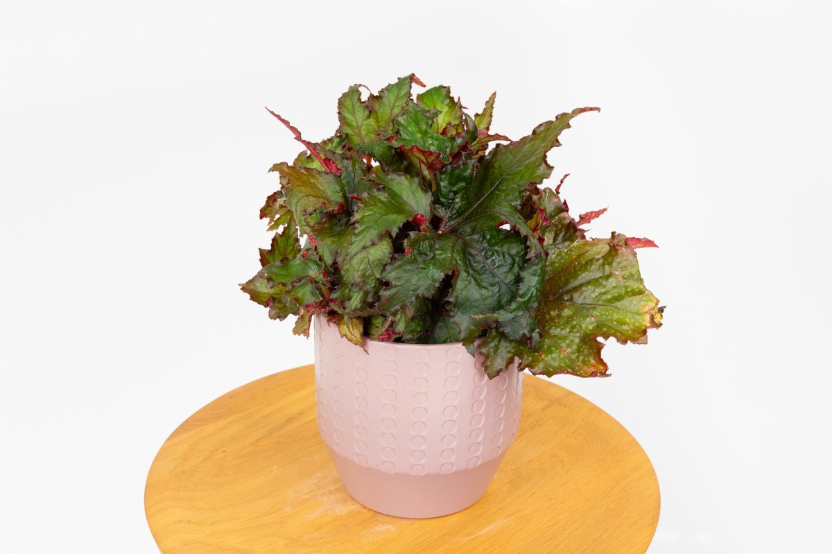 begonia-rex-krolewska-zielona-flora-06