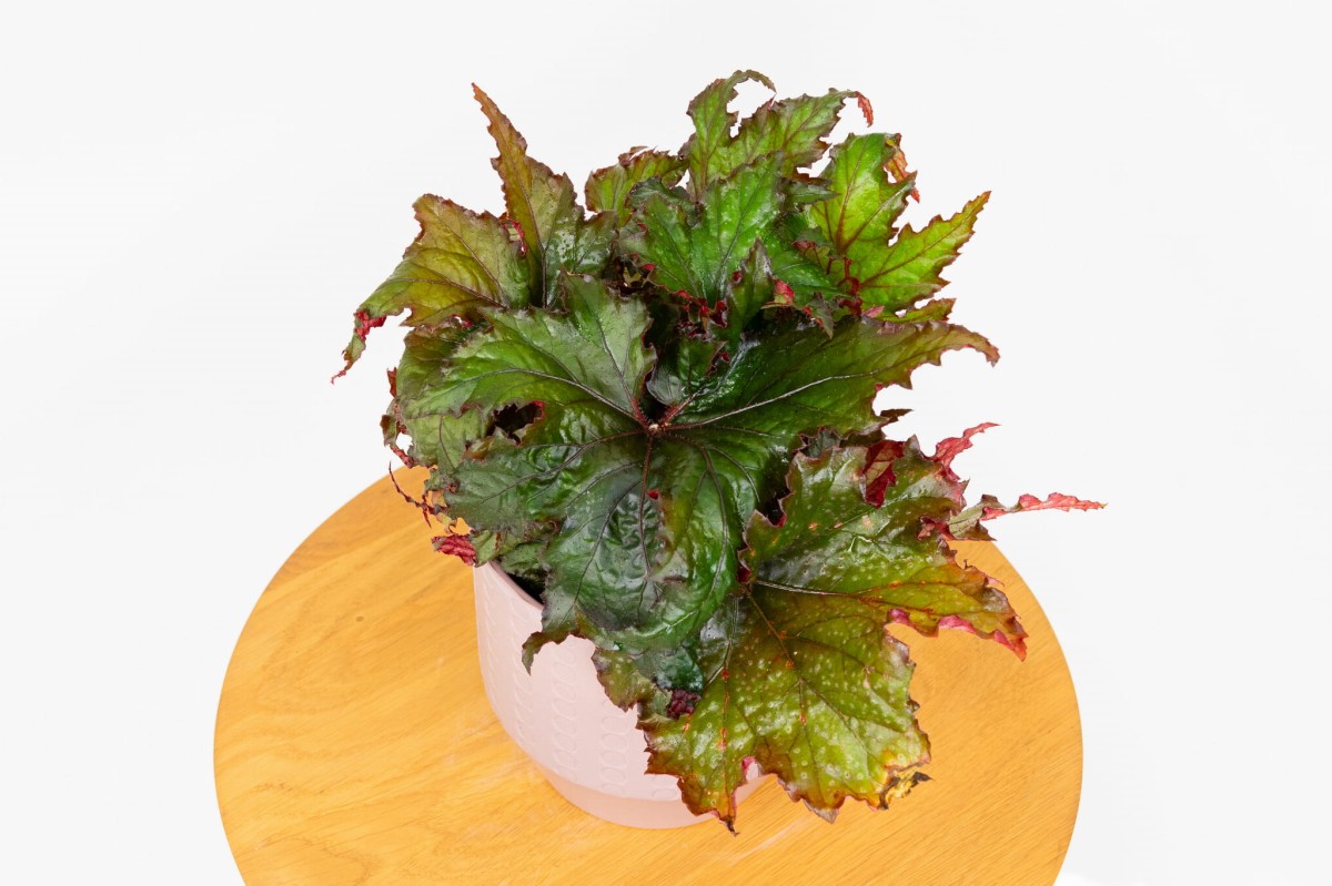 begonia-rex-krolewska-zielona-flora-05