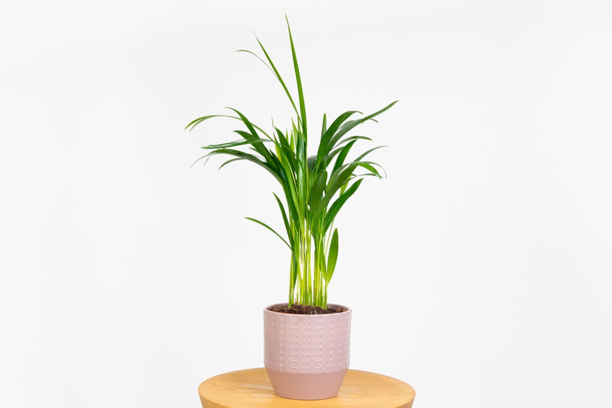 Palma-areka-dypsis-lutescens-01