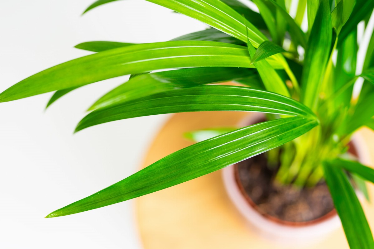 Palma-areka-dypsis-lutescens-02