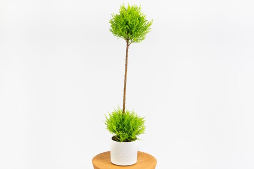 Cyprysik Goldcrest Wilma, 2 kule