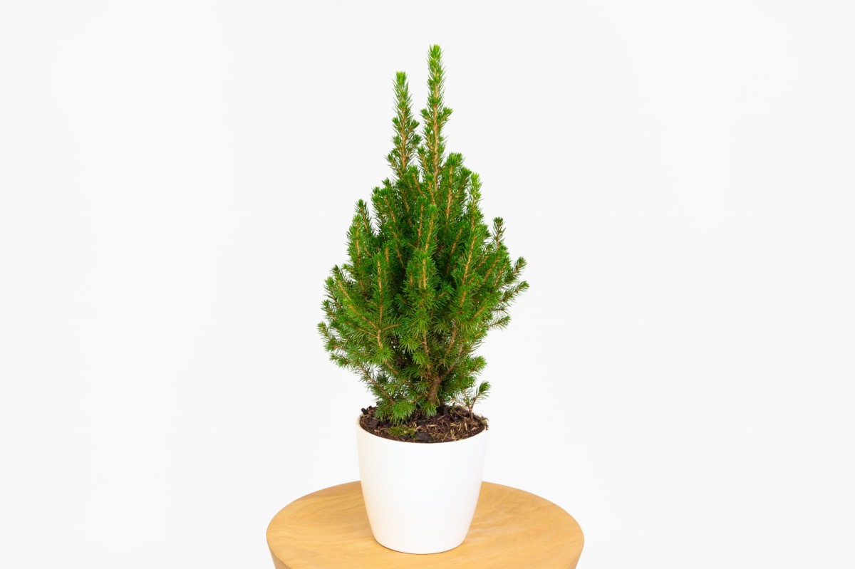 Picea-Glauca-Conica-bialy-swierk-w-doniczce-01