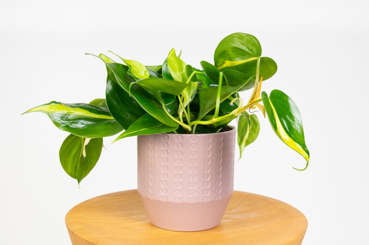 Philodendron-scandens-Brasil-Filodendron-pnacy-01