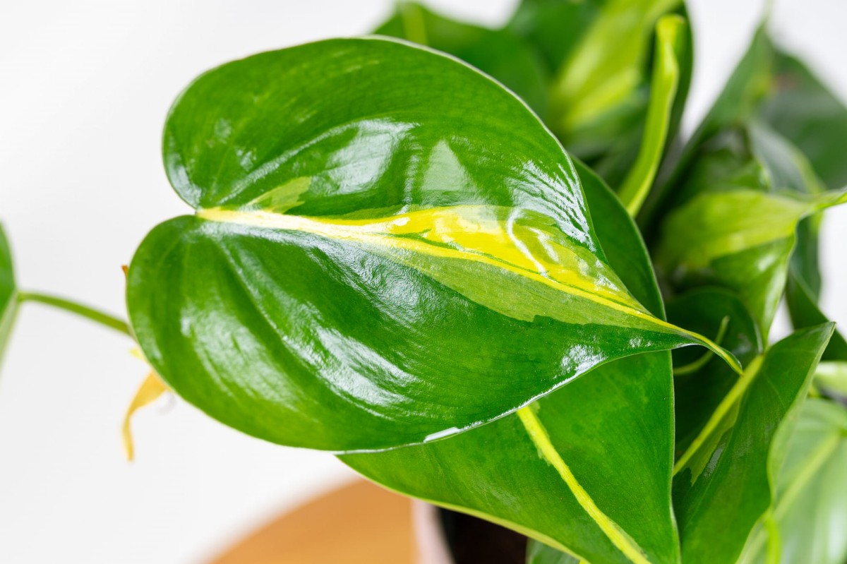 Philodendron-scandens-Brasil-Filodendron-pnacy-02