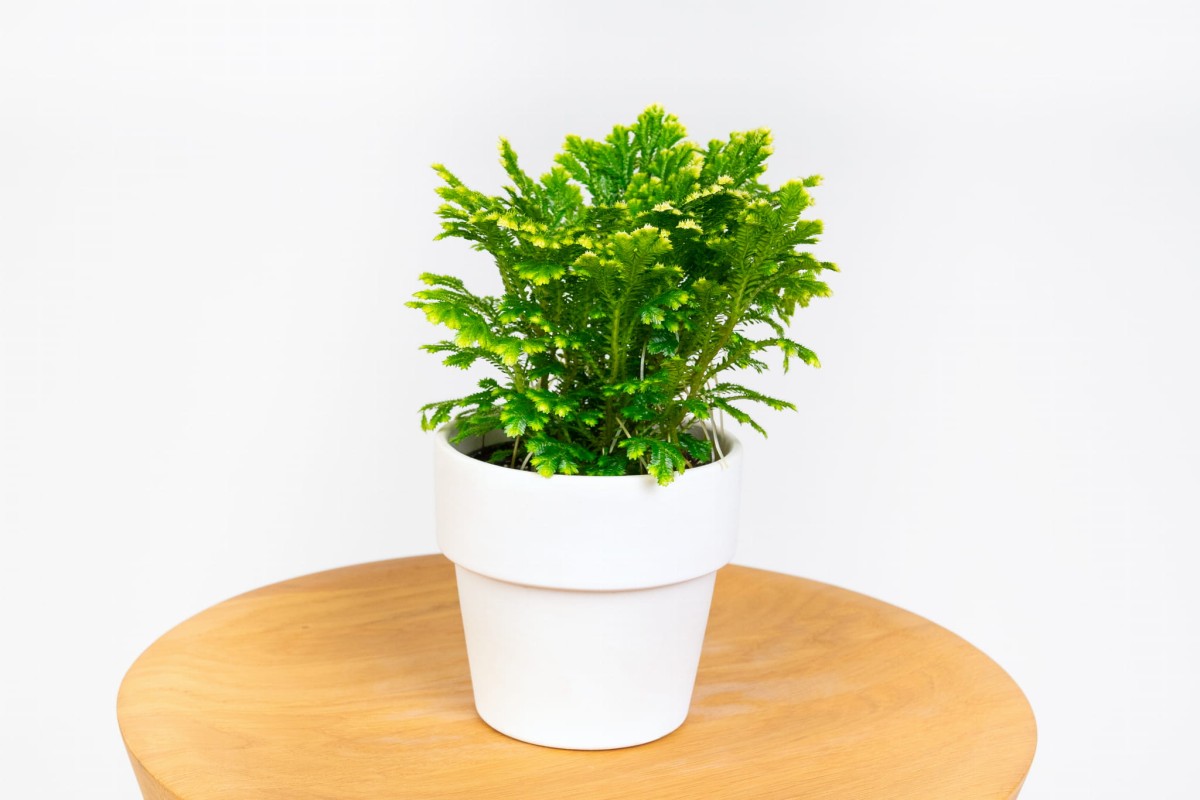 Widliczka-selaginella-martensii-jori-01