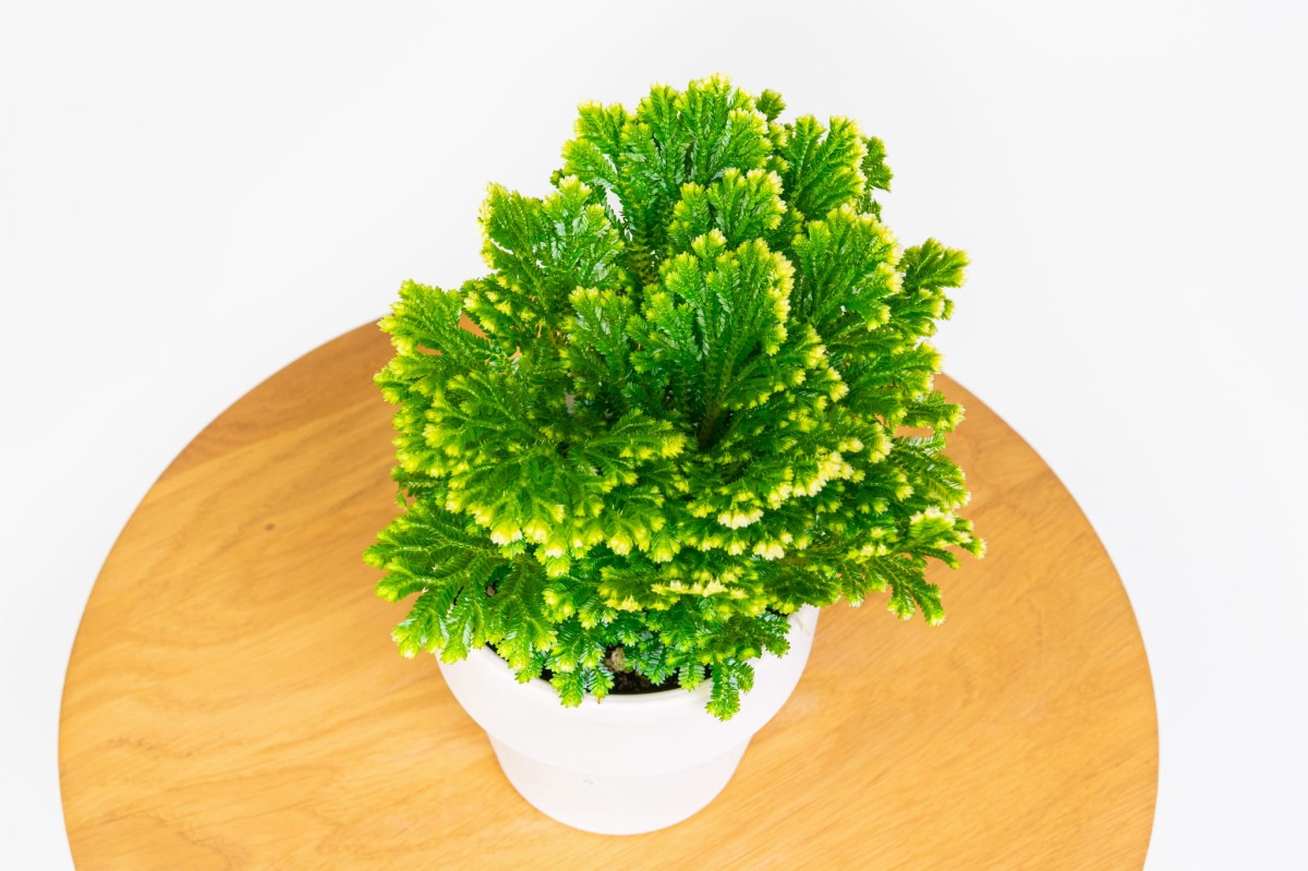 Widliczka-selaginella-martensii-jori-03