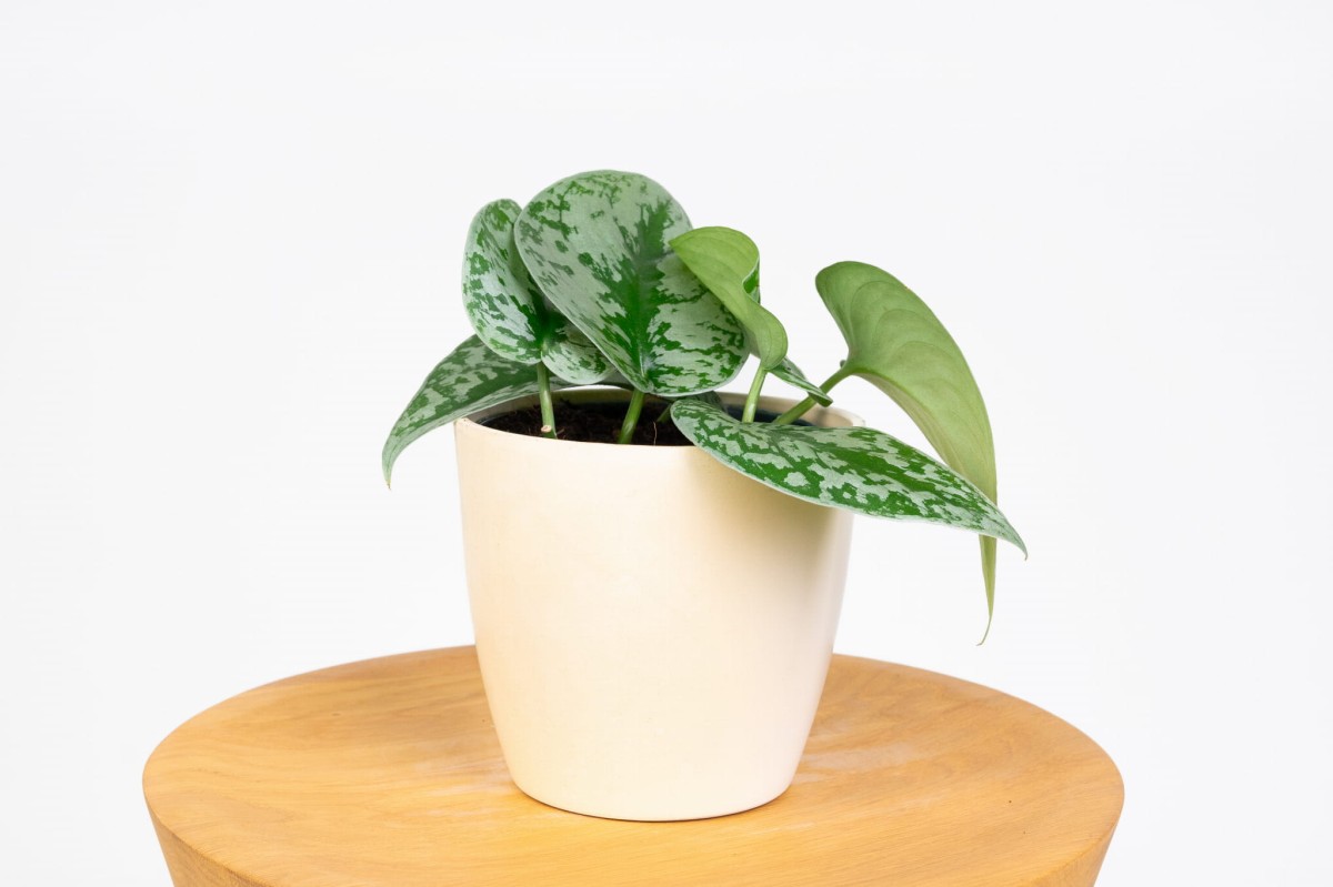 Scindapsus-pictus-Trebie-Scindapsus-pstry-01