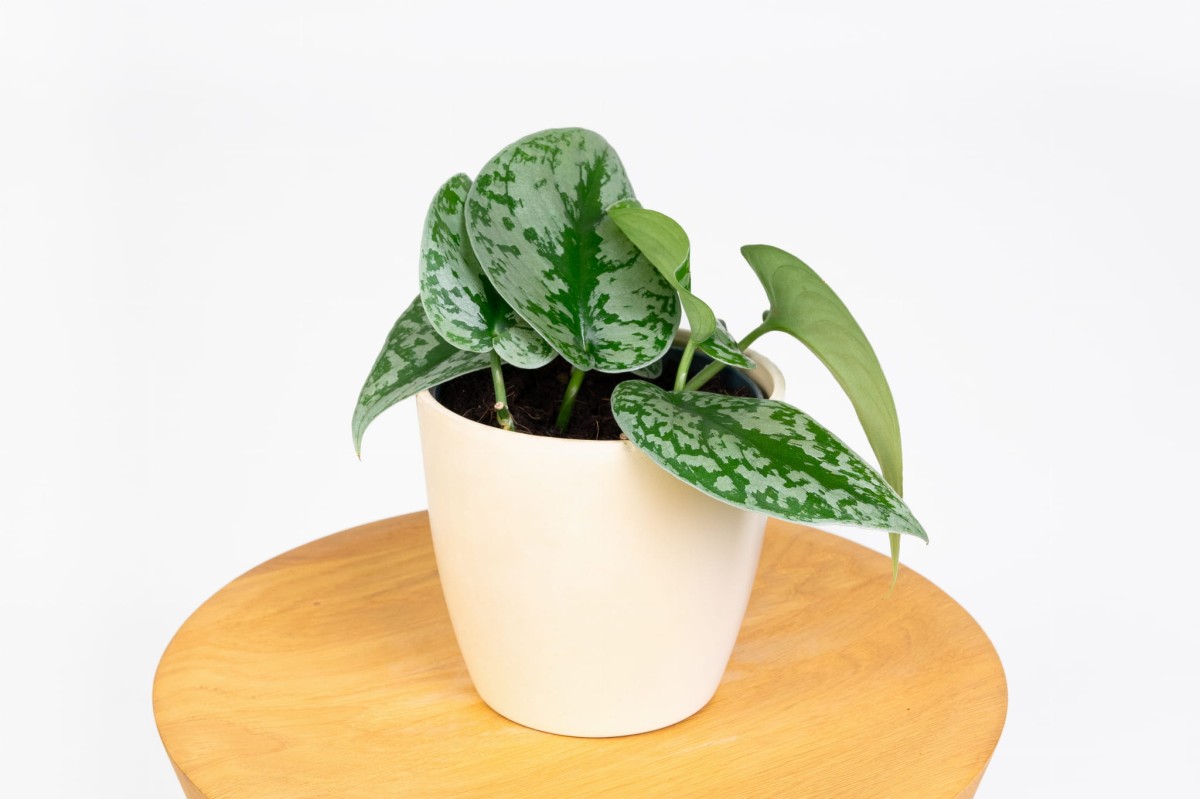 Scindapsus-pictus-Trebie-Scindapsus-pstry-03