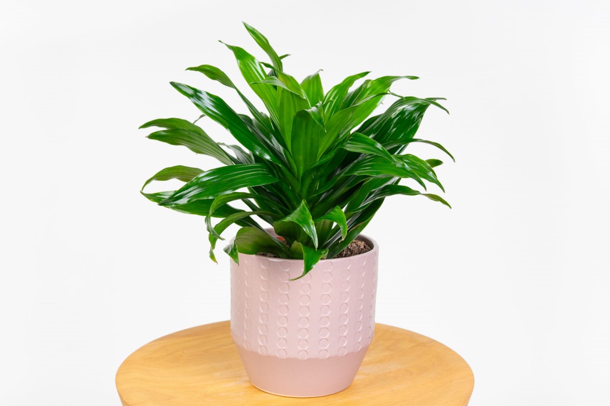 Dracaena-fragrans-Compacta-Dracena-01