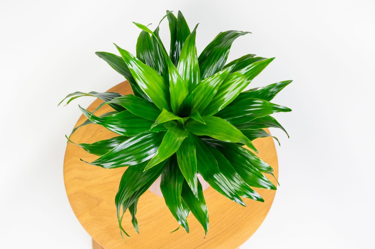 Dracaena-fragrans-Compacta-Dracena-04