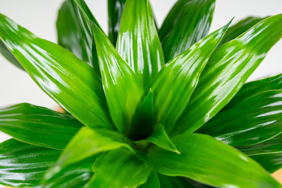 Dracaena-fragrans-Compacta-Dracena-02