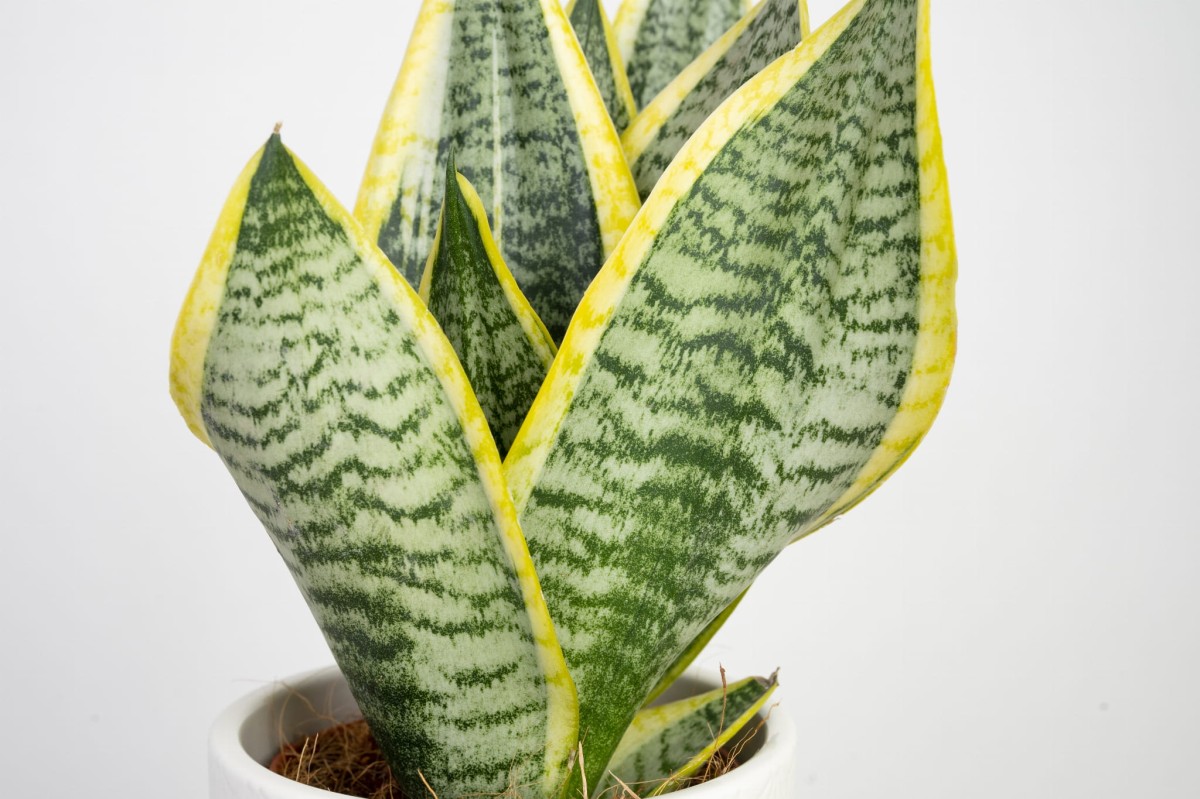 sansewieria-futura-superba-trifasciata-liscie.jpg