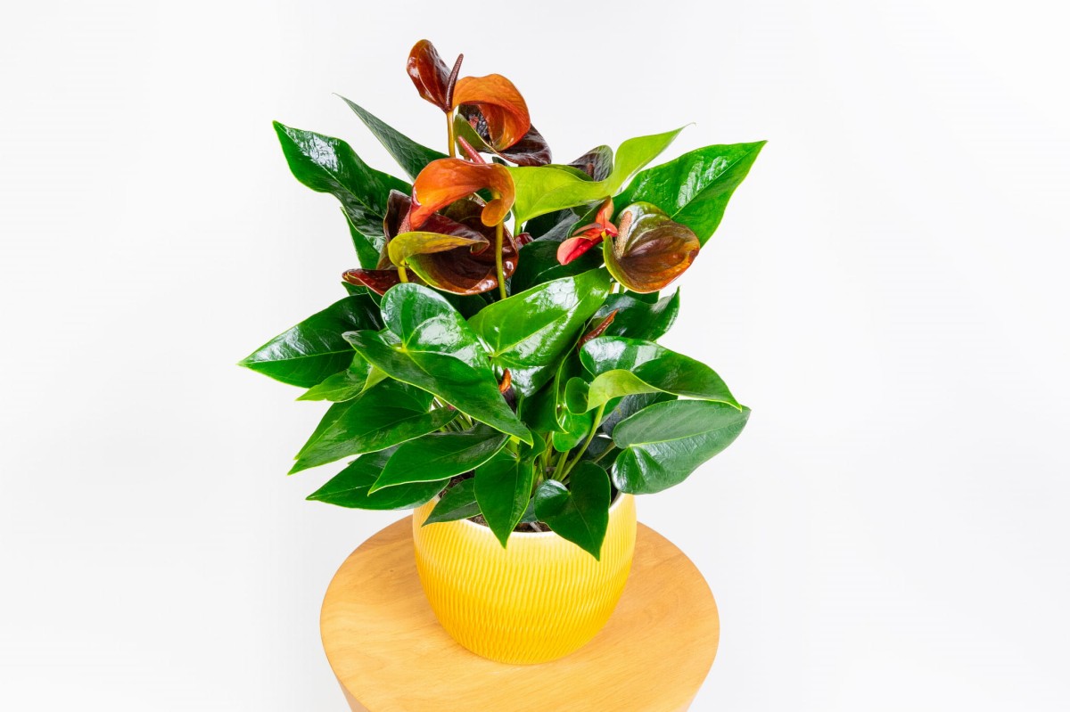 anthurium-diamond-black-love-03