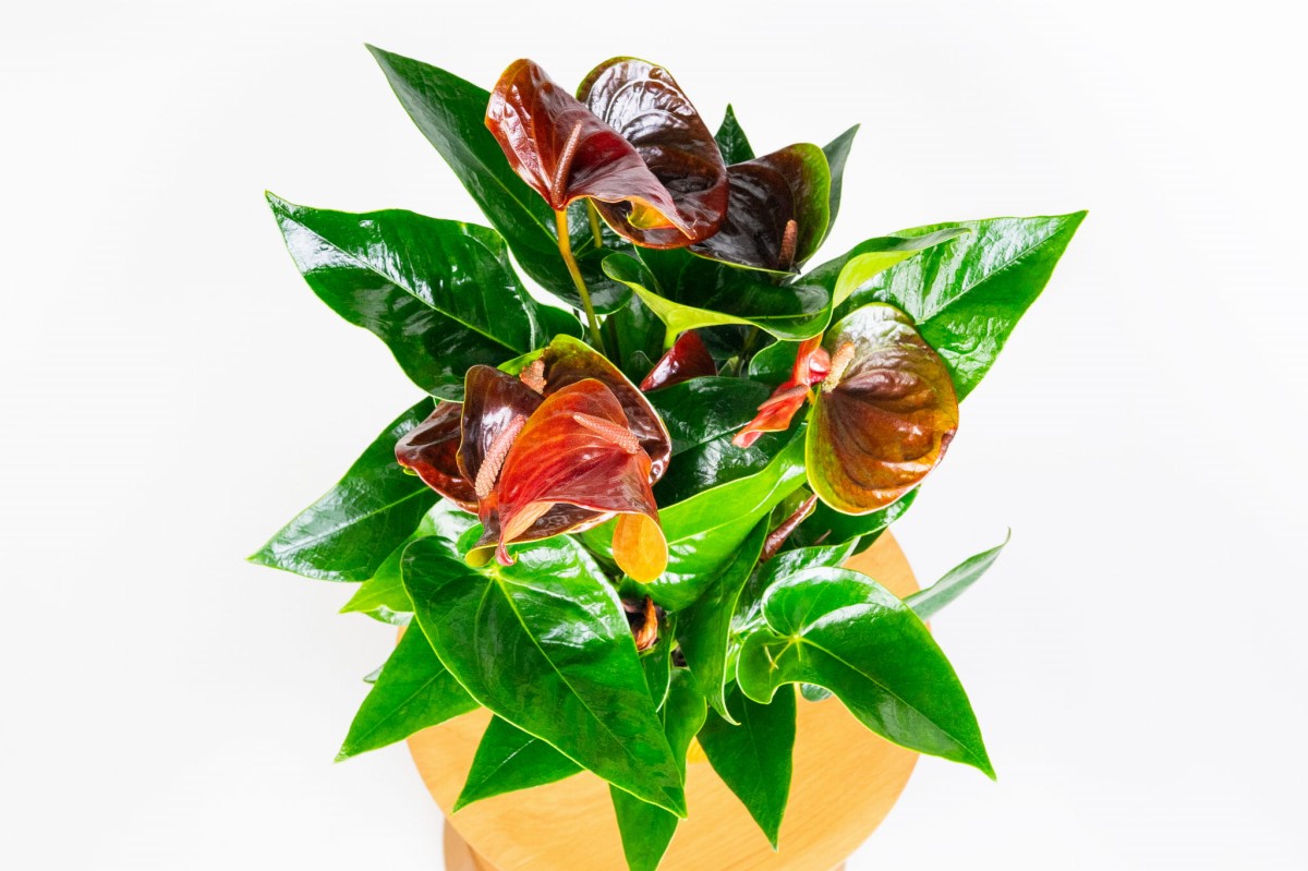 anthurium-diamond-black-love-04