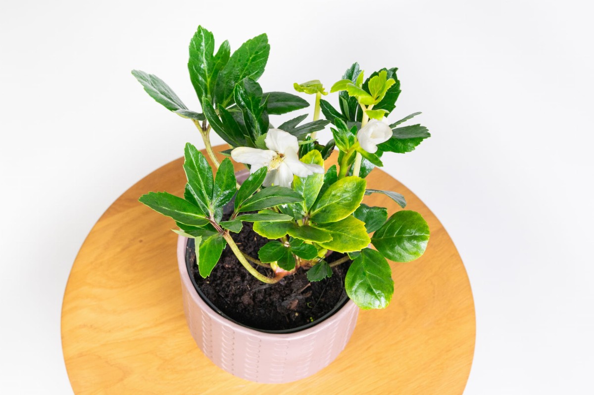 CIEMIERNIK-CHRISTMAS-CAROL-BIALY-HELLEBORUS-03