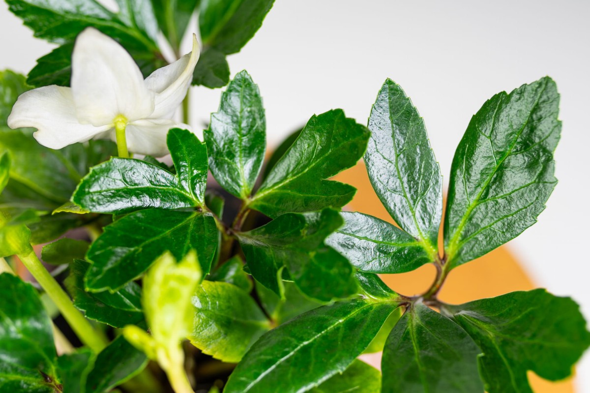 CIEMIERNIK-CHRISTMAS-CAROL-BIALY-HELLEBORUS-05