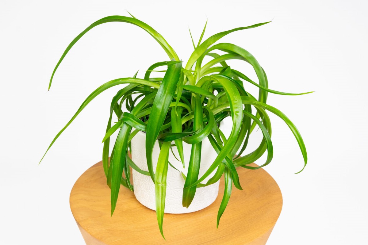 Chlorophytum-Lemon-Zielistka-03