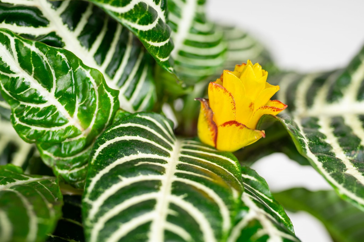 APHELANDRA-SQUARROSA-DANIA-AFELANDRA-02