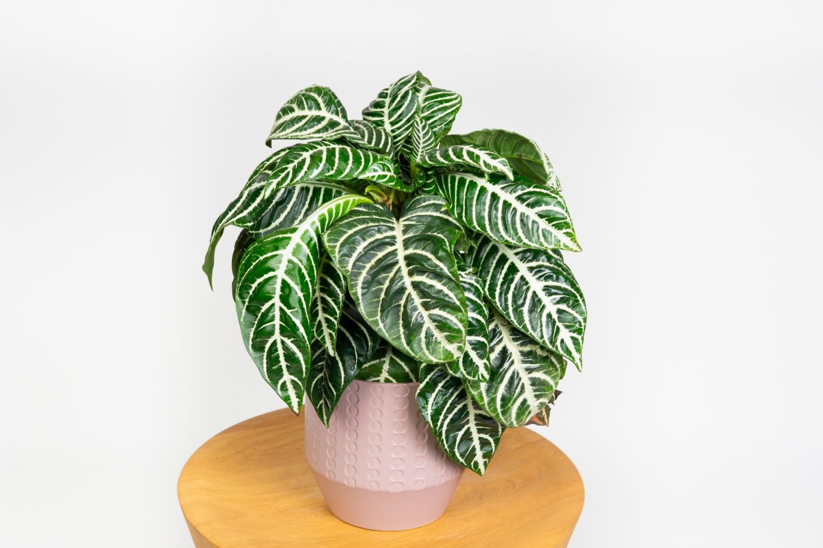 APHELANDRA-SQUARROSA-DANIA-AFELANDRA-01