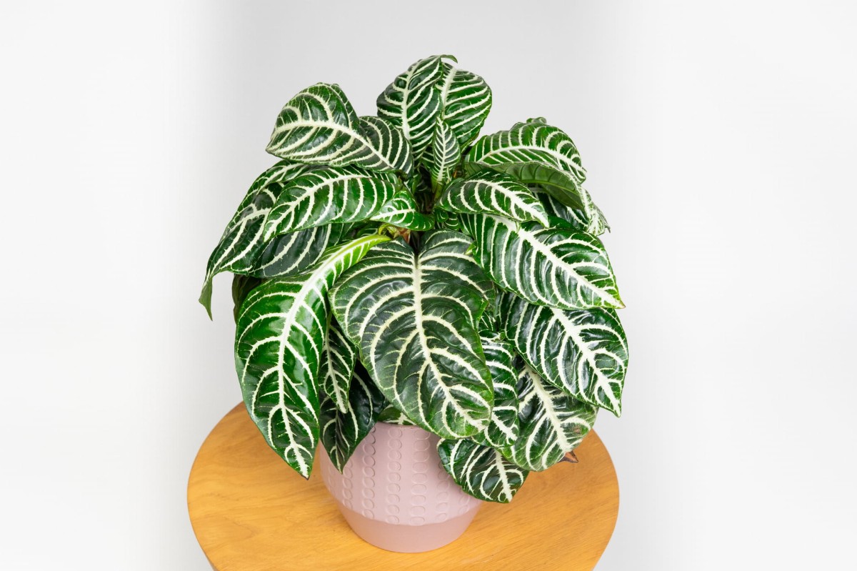 APHELANDRA-SQUARROSA-DANIA-AFELANDRA-03