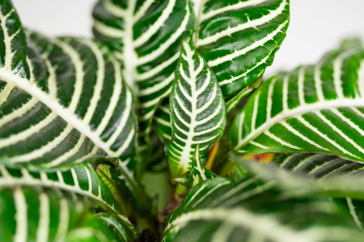 APHELANDRA-SQUARROSA-DANIA-AFELANDRA-05