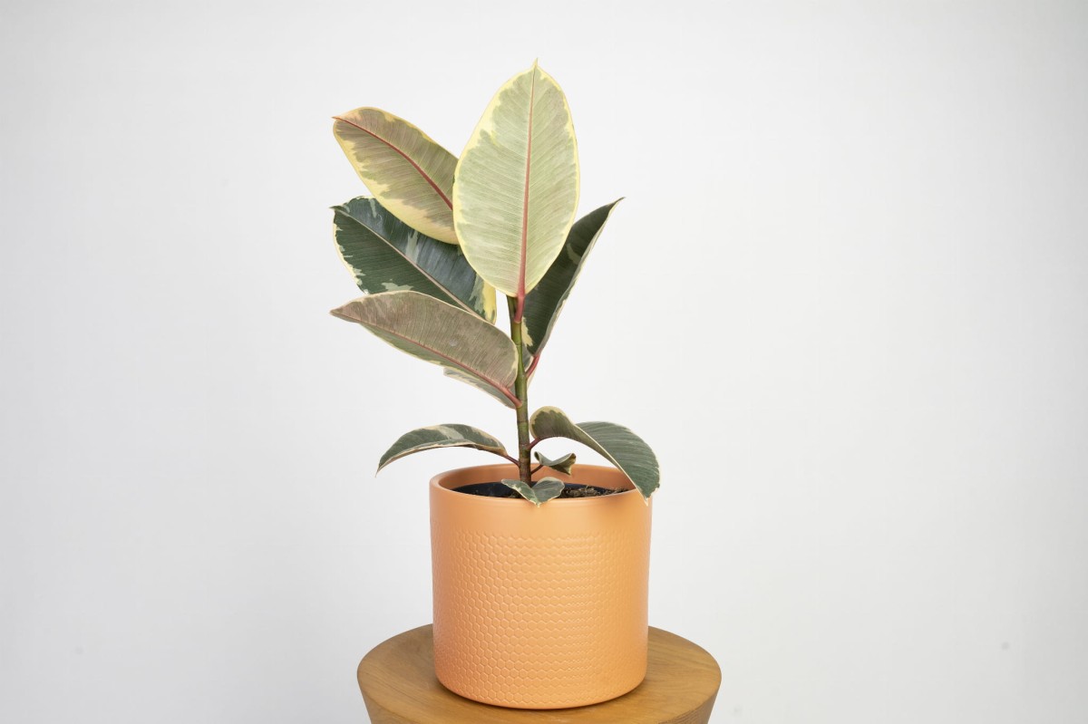 ficus-elastica-tineke-figowiec-sprezysty-03.jpg
