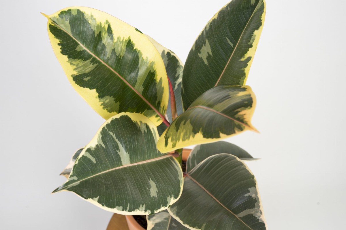 ficus-elastica-tineke-figowiec-sprezysty-liscie-02.jpg