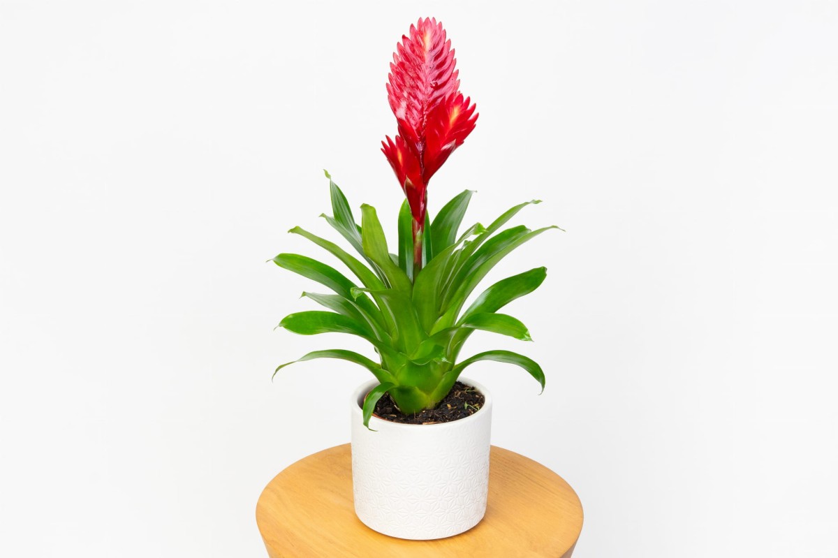FRIZEA-LŚNIĄCA-VRIESEA-VOGUE-BROMELIA-CZERWONA-RED-0.jpg