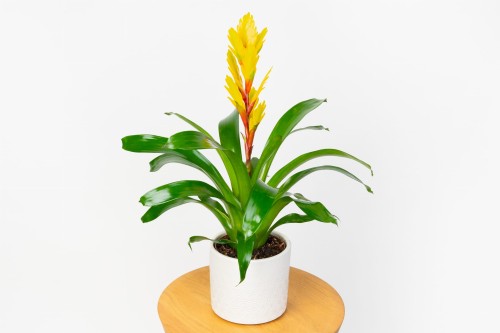 Frizea lśniąca - żółta Vriesea Vogue Bromelia 