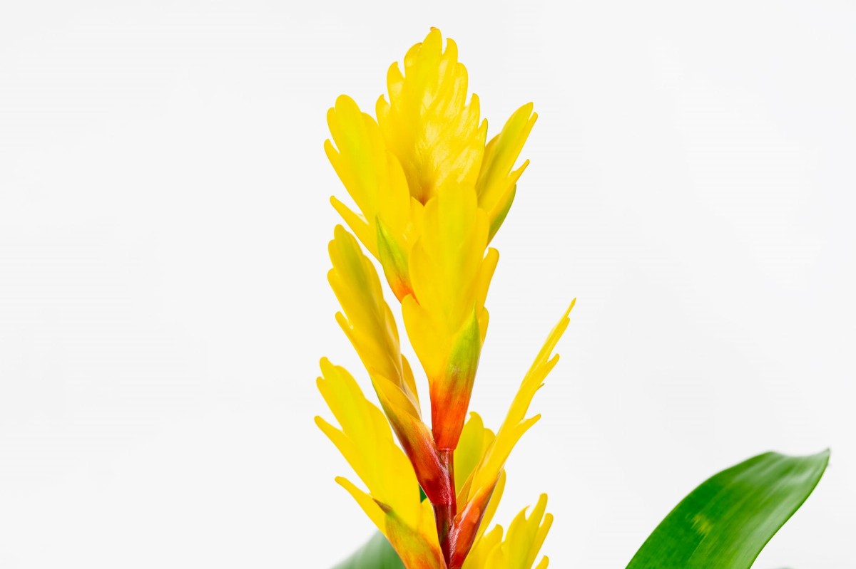 FRIZEA-LŚNIĄCA-VRIESEA-VOGUE-BROMELIA-ŻÓŁTA-YELLOW-01.jpg