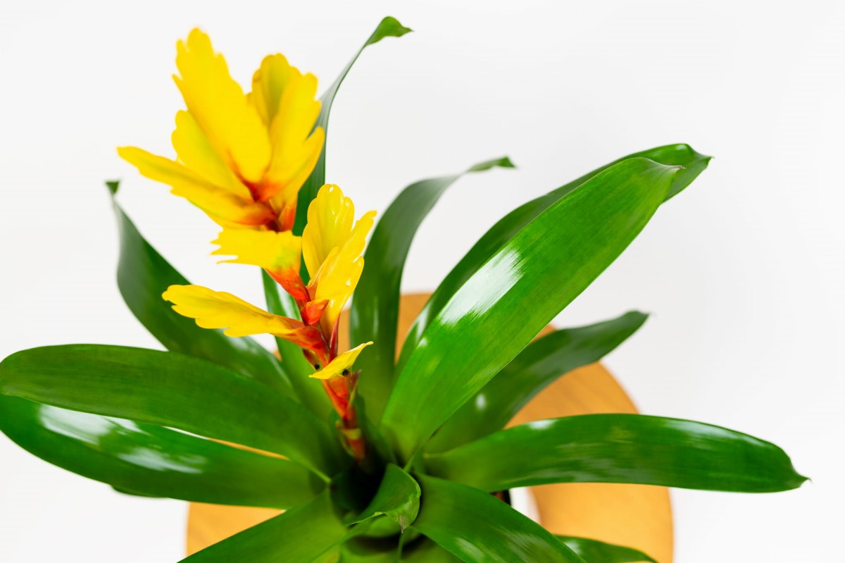 FRIZEA-LŚNIĄCA-VRIESEA-VOGUE-BROMELIA-ŻÓŁTA-YELLOW-02.jpg