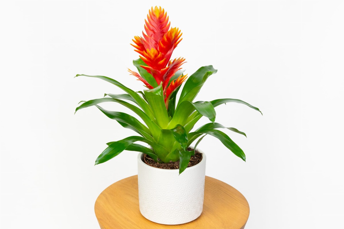 FRIZEA-LŚNIĄCA-VRIESEA-VOGUE-BROMELIA-POMARAŃCZOWA-0.jpg