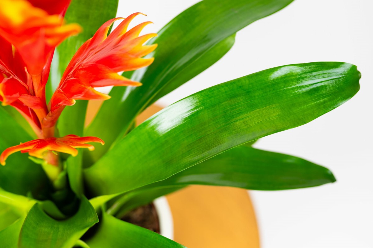 FRIZEA-LŚNIĄCA-VRIESEA-VOGUE-BROMELIA-POMARAŃCZOWA-01.jpg