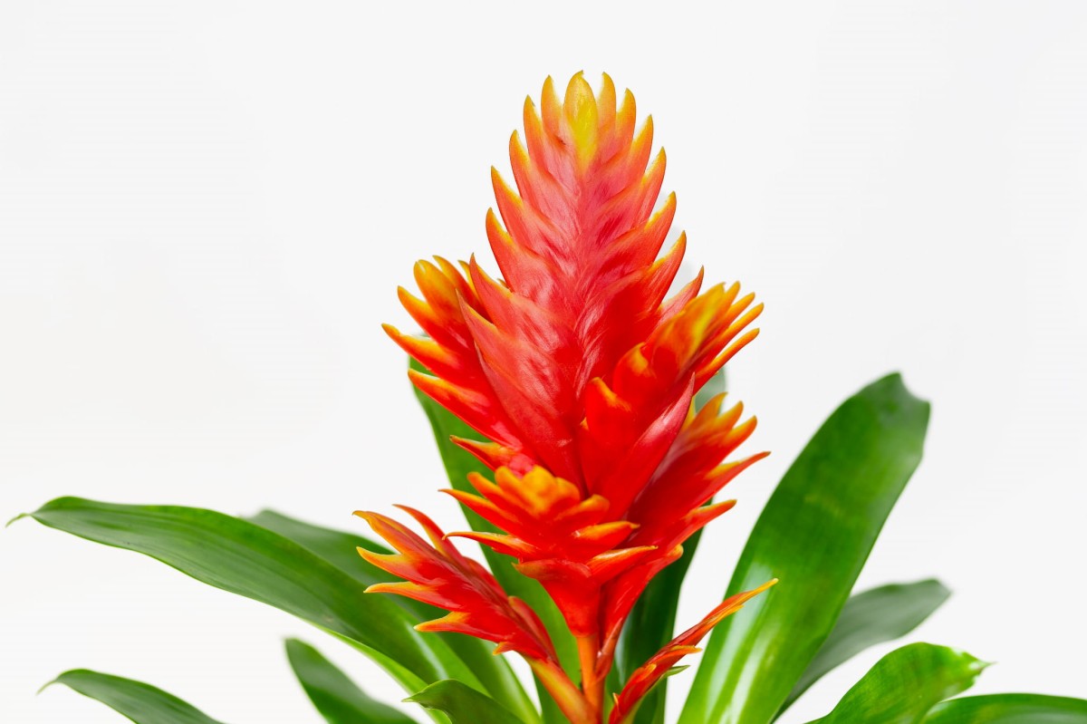 FRIZEA-LŚNIĄCA-VRIESEA-VOGUE-BROMELIA-POMARAŃCZOWA-03.jpg