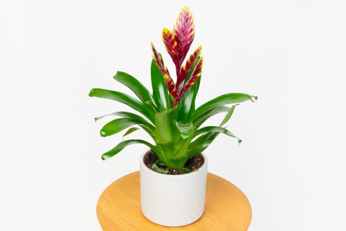 Frizea lśniąca - bordowa Vriesea Vogue Bromelia