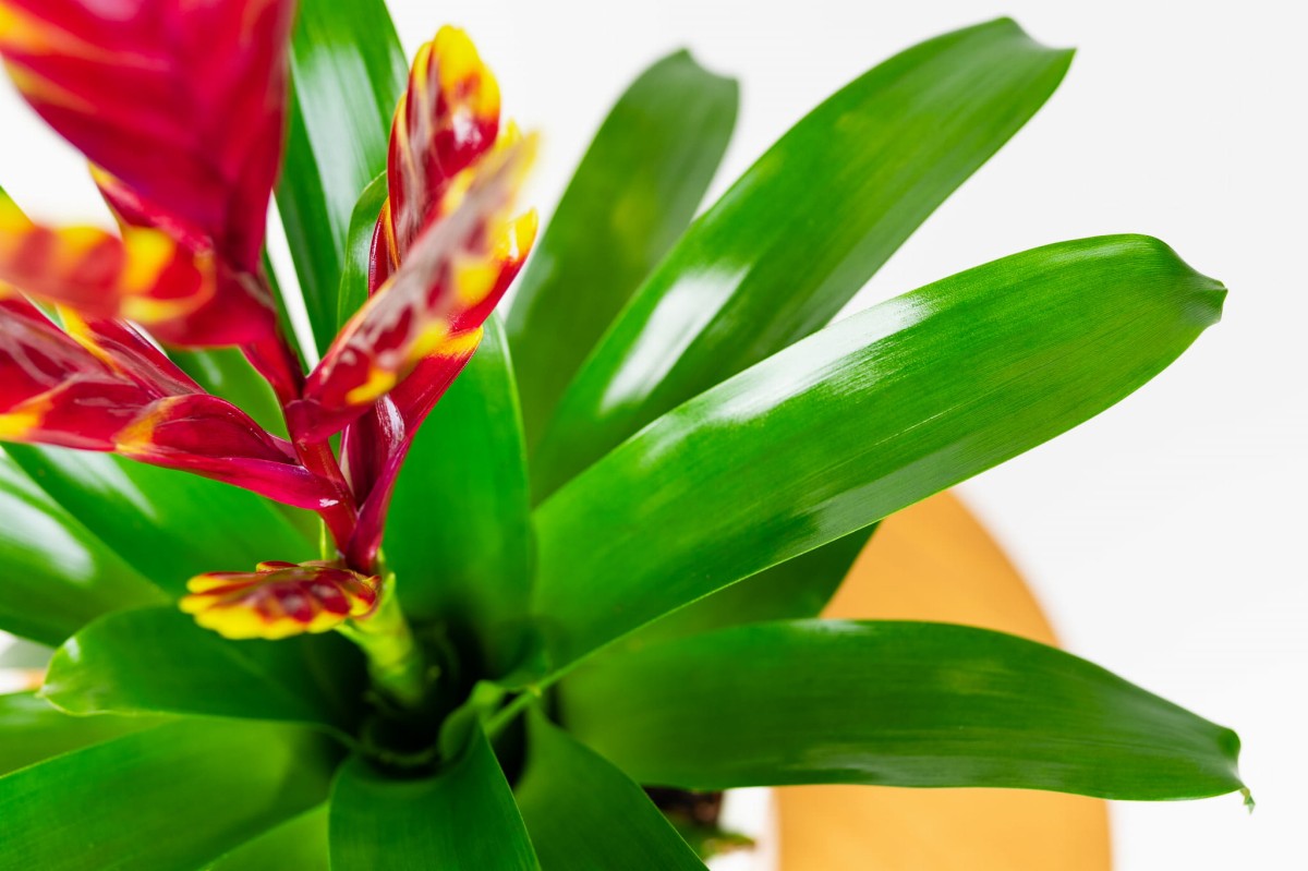 FRIZEA-LŚNIĄCA-VRIESEA-VOGUE-BROMELIA-BORDOWA-01.jpg