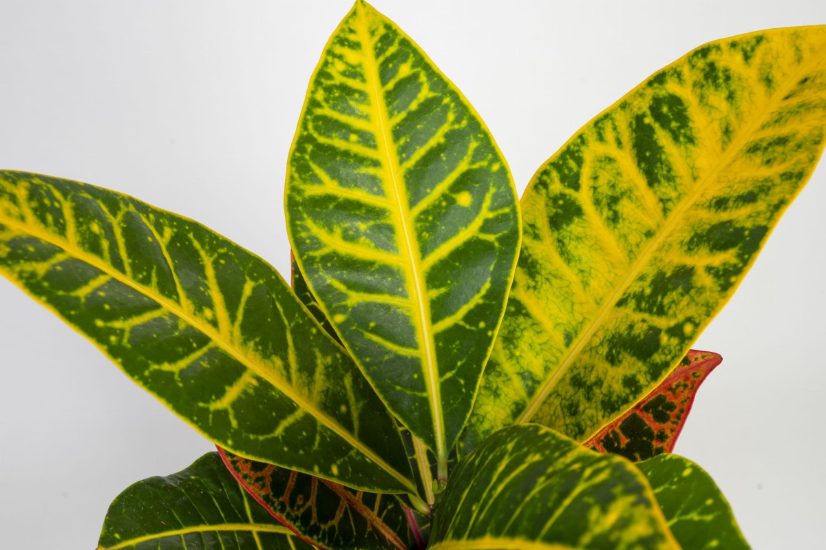 kroton-codiaeum-variegatum-petra-liscie.jpg