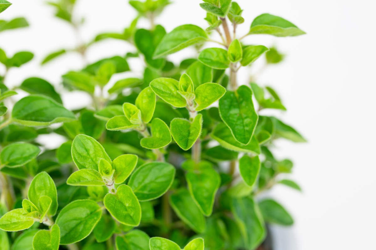 Oregano-z-Wloch-Origanum-Vulgare-02.jpg