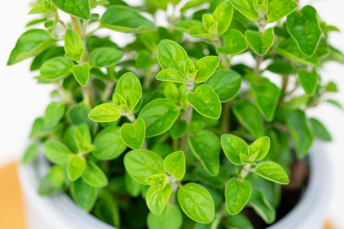 Oregano-z-Wloch-Origanum-Vulgare-03.jpg