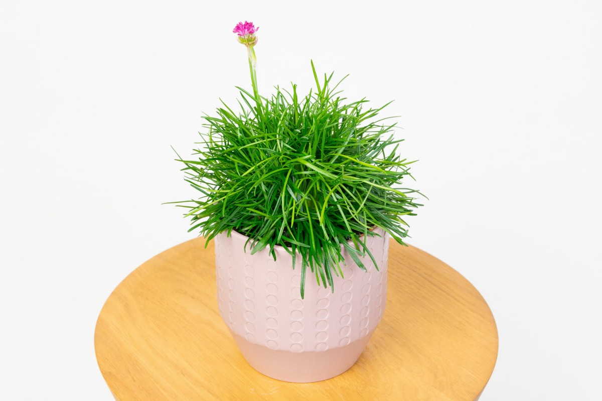 Zawciag-Nadmorski-Armeria-maritima-0.jpg